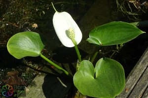 Calla palustris